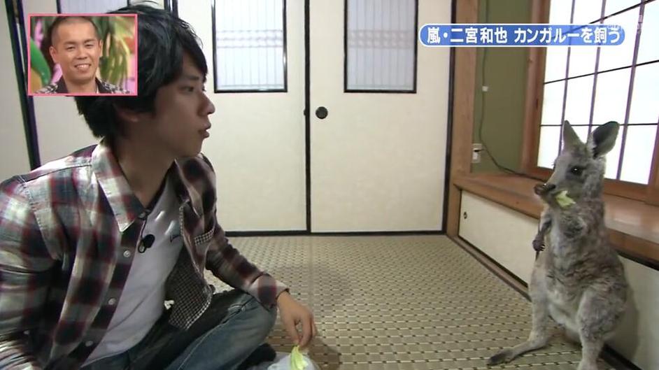 志村健领衔，动物天团奉上《天才志村动物园》资源珍藏合辑
