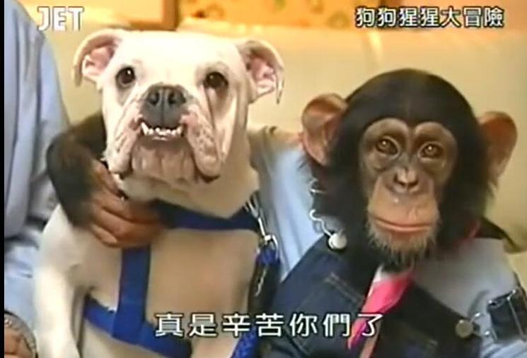 动物也有“双手双脚”，狗狗猩猩大冒险全集高清解锁动物的奇妙世界