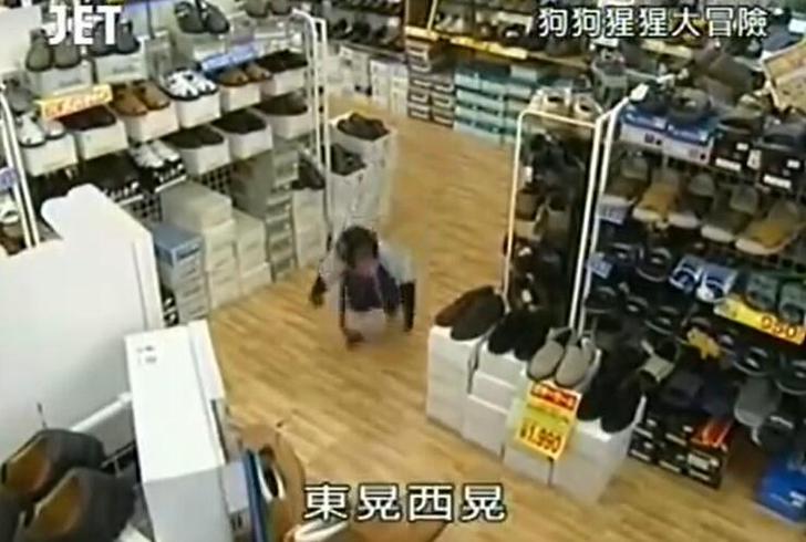微笑使人心情舒畅，《猩猩狗狗大冒险》之可爱成为活力本源