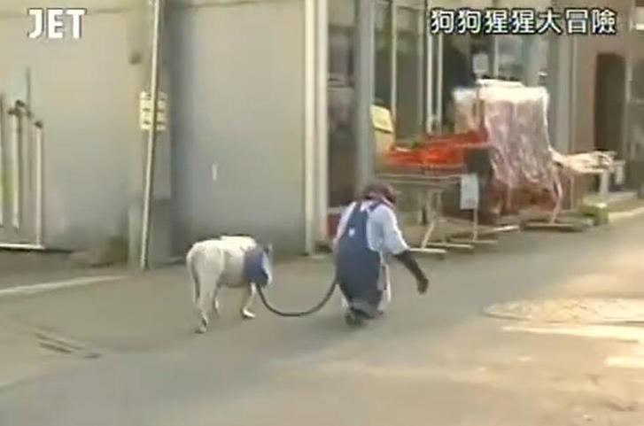 《猩猩狗狗大冒险》：小庞诠释“爬”字真谛，詹姆斯也不甘示弱跟风
