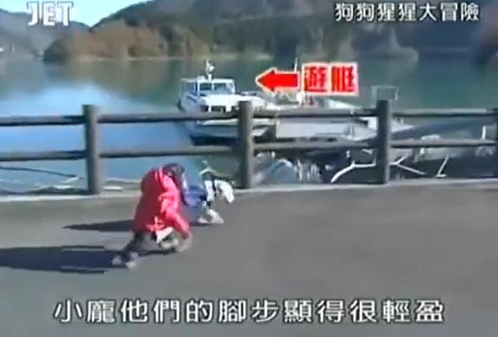 一路历险，看《猩猩狗狗大冒险》结局残忍，日本综艺节目全程陪伴